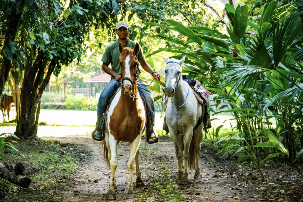 A local guide riding a brown and white horse while leading a saddled white horse on a tropical jungle trail.