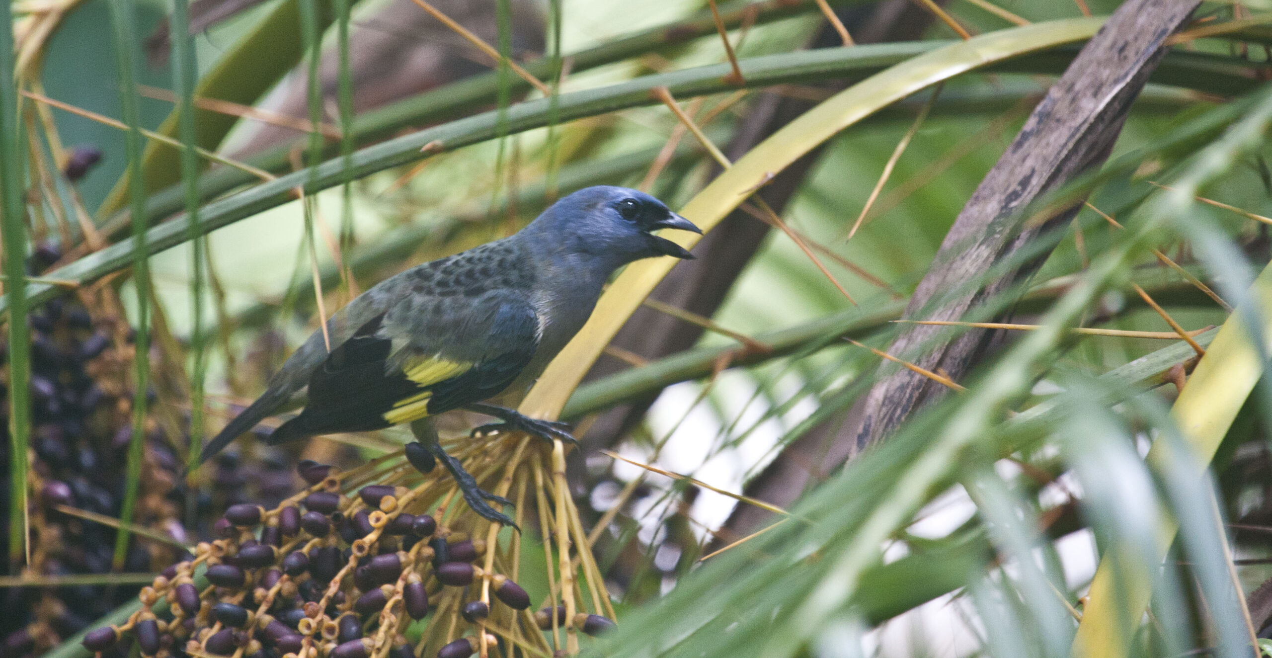 Expert birding guide Steve Choco leading a dawn bird walk in the Toledo District rainforest, Southern Belize
