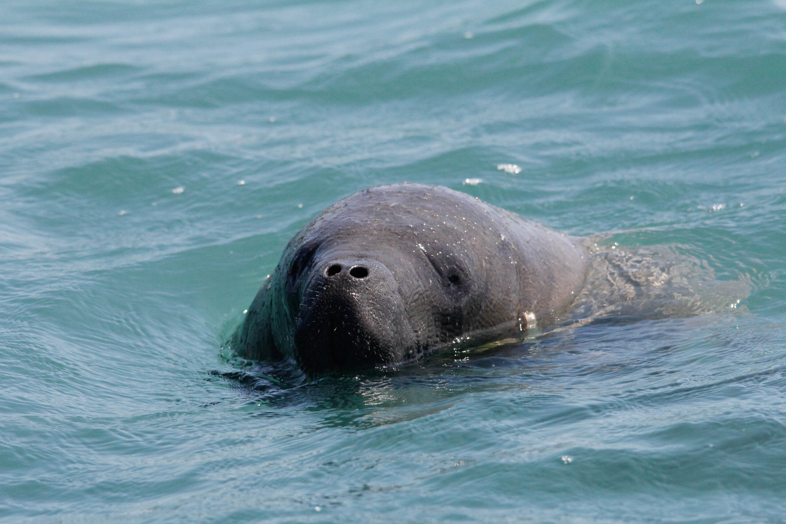 Manatee encounter on the Monkey River boat tour, Toledo District, Belize