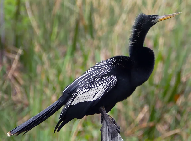 anhinga anhinga