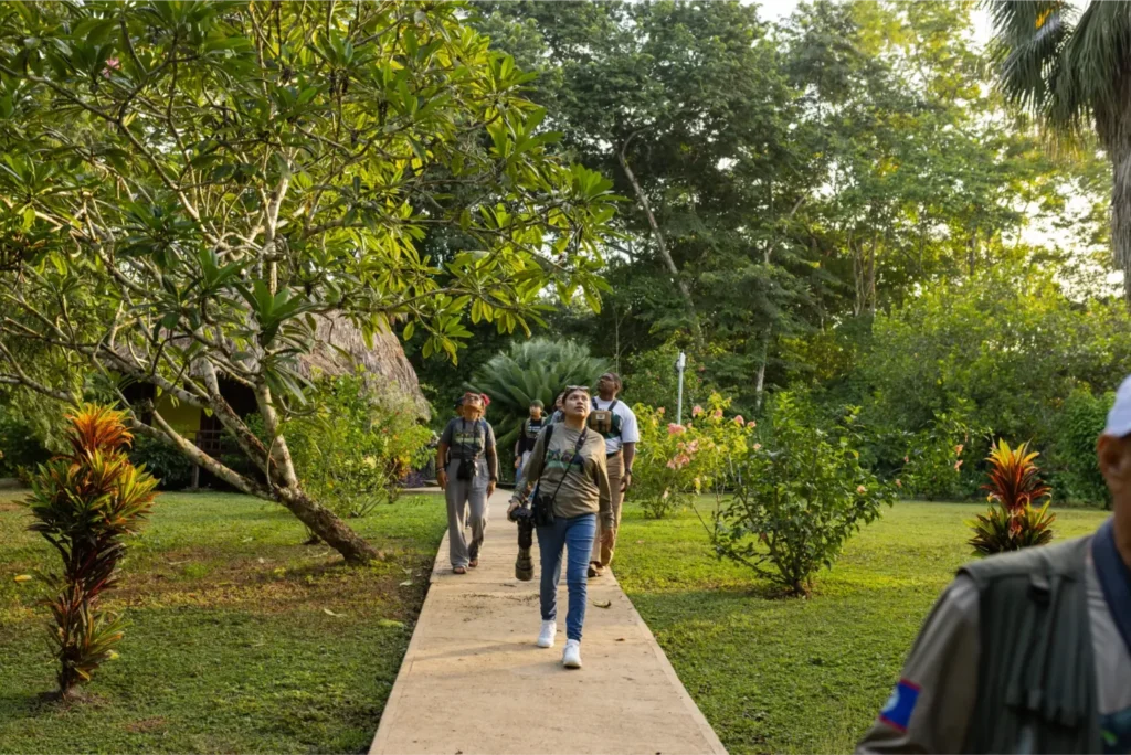 A group of guests on a guided birdwatching walk looking up into the canopy, walking along a pathway through lush tropical gardens at Tanager Rainforest Lodge in Belize.