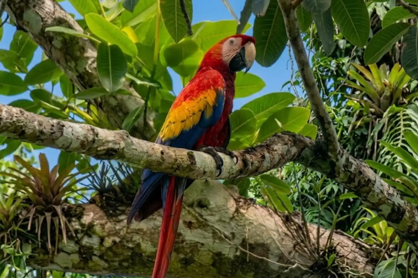 A vibrant Scarlet Macaw perched on a thick tree branch surrounded by lush green foliage and tropical epiphytes at Tanager Rainforest Lodge.