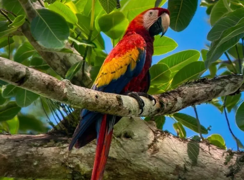 Scarlet macaw sighting in Belize rainforest